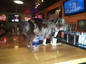 Dogtender patrolling the bar