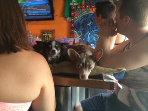 Dogs chillin at the bar