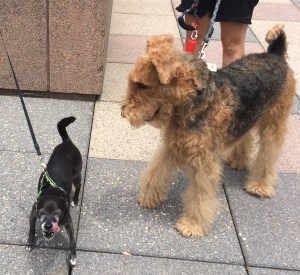 Rippie (AKA Face Ripper) getting ready to put Munchen in her place.