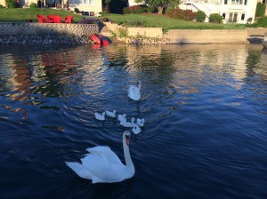 Baby Swans.........or Munchen Snacks? 