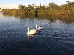 One of about 15 Nesting Pairs on the Lake.