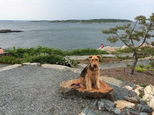 I wish the humans would stop taking pictures of me and get me a lobster roll!!!