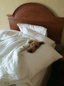 We spent the night in Burlington and the room had two beds.  You know what that means...........a bed all to myself.