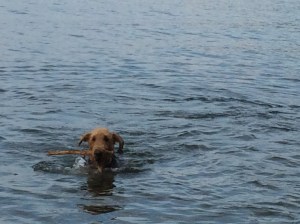 That's right I'm swimming and getting a stick.  Doesn't get much better than this.