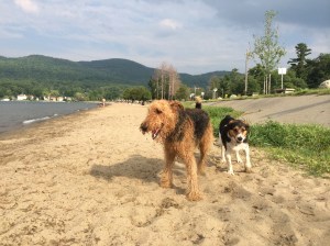I made friends with this nice Beagle.  We were both pretty tired after playing fetch.