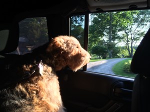 Got to love "Snouting Out" in the Jeep