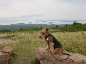 Overlooking Bar Harbor