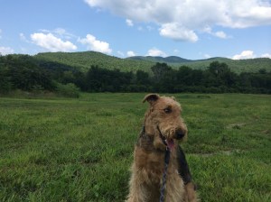 Ahh the White Mountains.  I can't really frolic in Florida cause there's no hills.