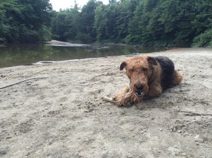 nom nom nom, I love chewing on sticks while Daddy is back Florida working.  Mommy lets me get away with this.