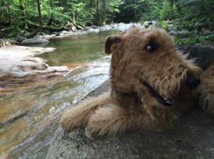 I love these mountain streams.  Mommy can you put one of these next to the pool when we get back.