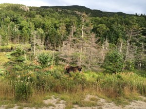 All of these watch out for Moose signs in Maine and Canada, but it ends up being in New Hampshire where we finally see one.