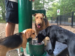 The RV park had a great dog park, where I met a lot of good friends.