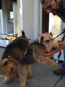 Daddy was saying Hi to a Welsch Terrier so I figured I would do the same.