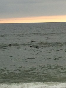 We saw dozens of seals about 20 feet from the shore.  