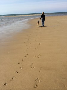 Paw prints in the sand